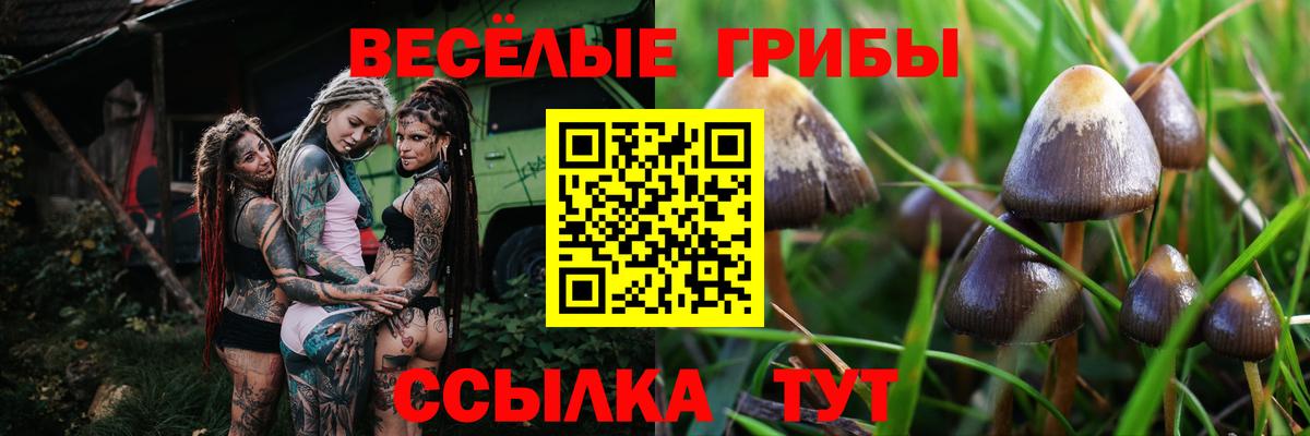 Псилоцибиновые грибы мицелий Тельмана